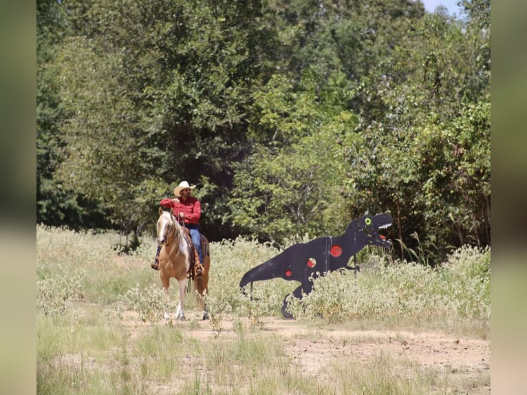 Paint Horse Caballo castrado 8 años 155 cm Pío in Grand Saline