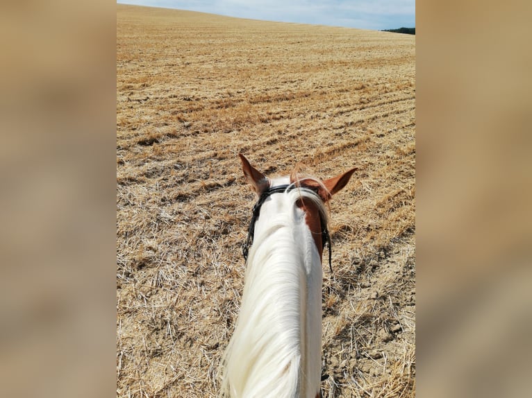 Paint Horse Caballo castrado 8 años 155 cm Tobiano-todas las-capas in Seckach