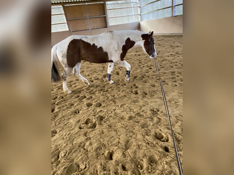 Paint Horse Caballo castrado 8 años 155 cm Tobiano-todas las-capas in Seckach