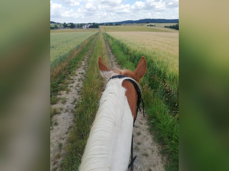 Paint Horse Caballo castrado 8 años 155 cm Tobiano-todas las-capas in Seckach