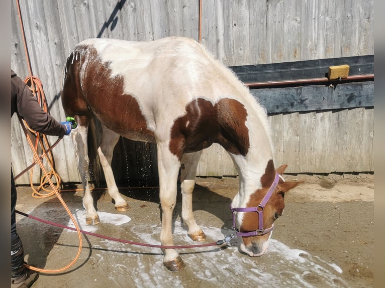 Paint Horse Caballo castrado 8 años 155 cm Tobiano-todas las-capas in Seckach