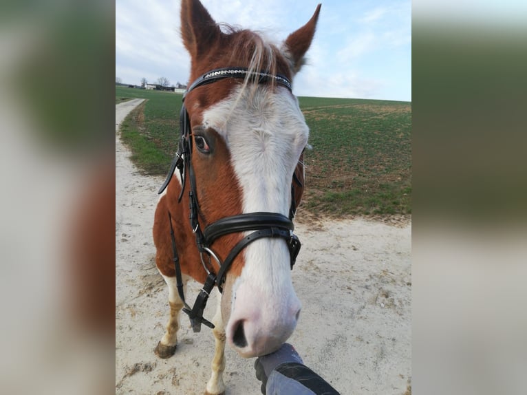 Paint Horse Caballo castrado 8 años 155 cm Tobiano-todas las-capas in Seckach