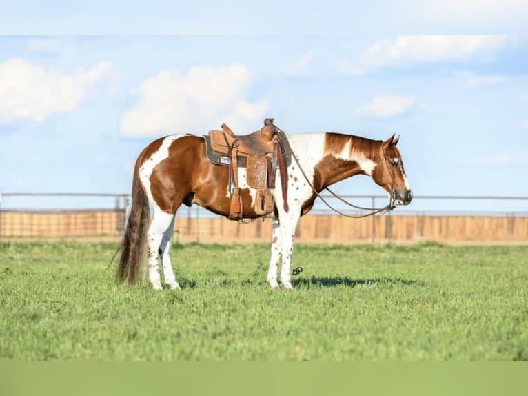 Paint Horse Caballo castrado 8 años 155 cm Tobiano-todas las-capas in Canyon TX
