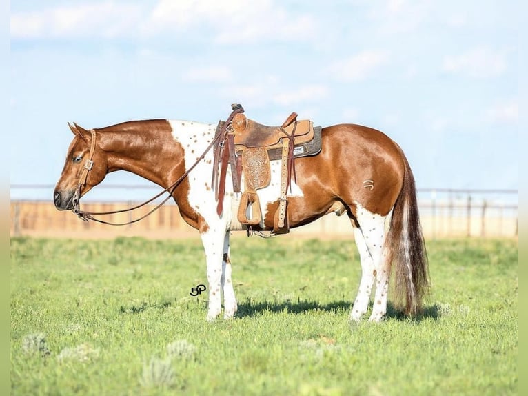 Paint Horse Caballo castrado 8 años 155 cm Tobiano-todas las-capas in Canyon TX