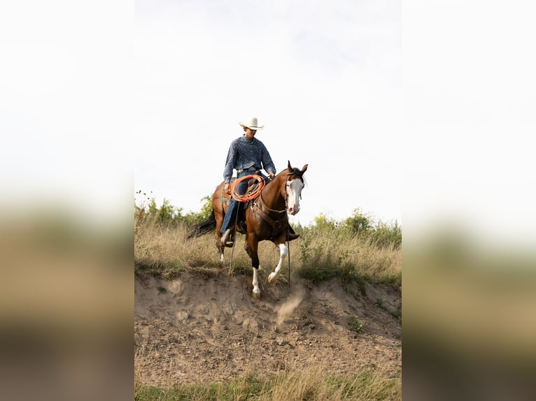 Paint Horse Caballo castrado 8 años 157 cm Castaño rojizo in Decorah, IA