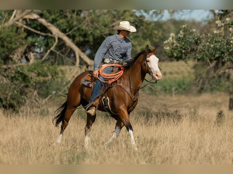 Paint Horse Caballo castrado 8 años 157 cm Castaño rojizo in Decorah, IA