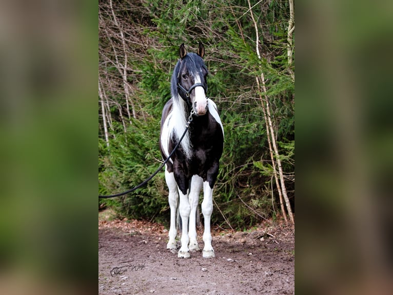 Paint Horse Caballo castrado 8 años 158 cm in Bad Kötzting