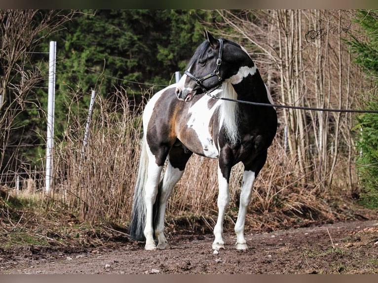 Paint Horse Caballo castrado 8 años 158 cm in Bad Kötzting