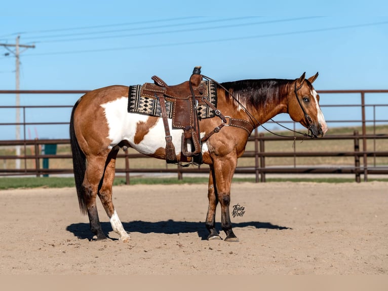 Paint Horse Caballo castrado 8 años 163 cm Buckskin/Bayo in Holland, IA