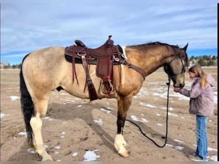 Paint Horse Caballo castrado 8 años 163 cm Buckskin/Bayo in Fort Collins, CO