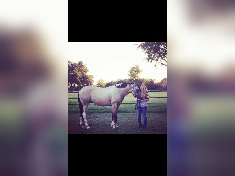 Paint Horse Caballo castrado 8 años 163 cm Buckskin/Bayo in Fort Collins, CO