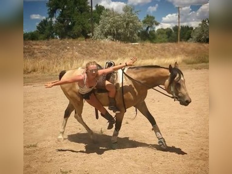 Paint Horse Caballo castrado 8 años 163 cm Buckskin/Bayo in Fort Collins, CO