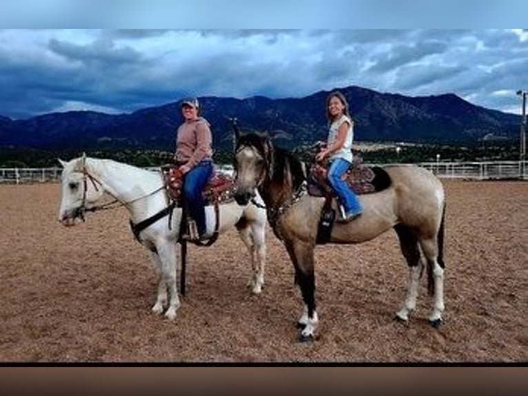 Paint Horse Caballo castrado 8 años 163 cm Buckskin/Bayo in Fort Collins, CO