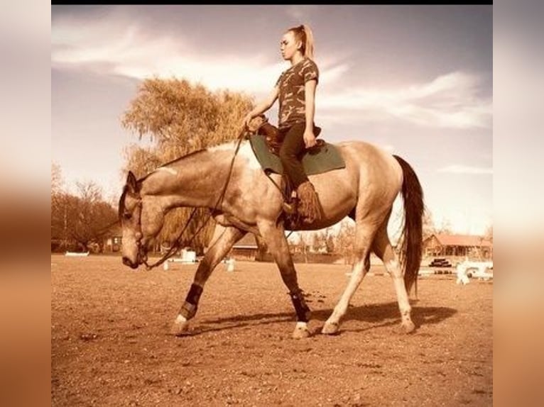 Paint Horse Caballo castrado 8 años 163 cm Buckskin/Bayo in Fort Collins, CO