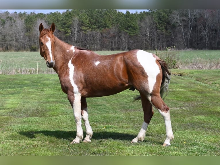 Paint Horse Caballo castrado 8 años 163 cm Ruano alazán in Centreville