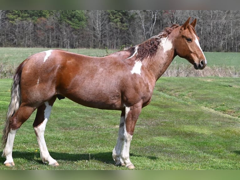 Paint Horse Caballo castrado 8 años 163 cm Ruano alazán in Centreville