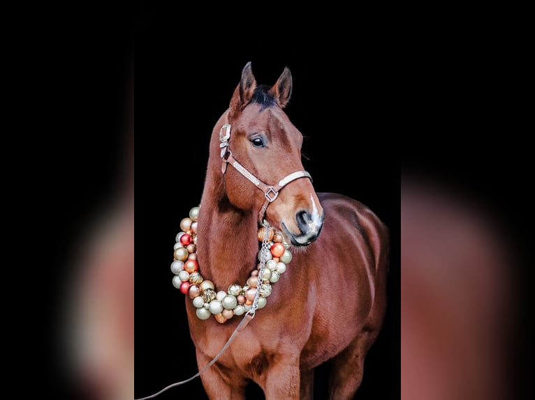 Paint Horse Caballo castrado 8 años 167 cm Castaño in Salzkotten