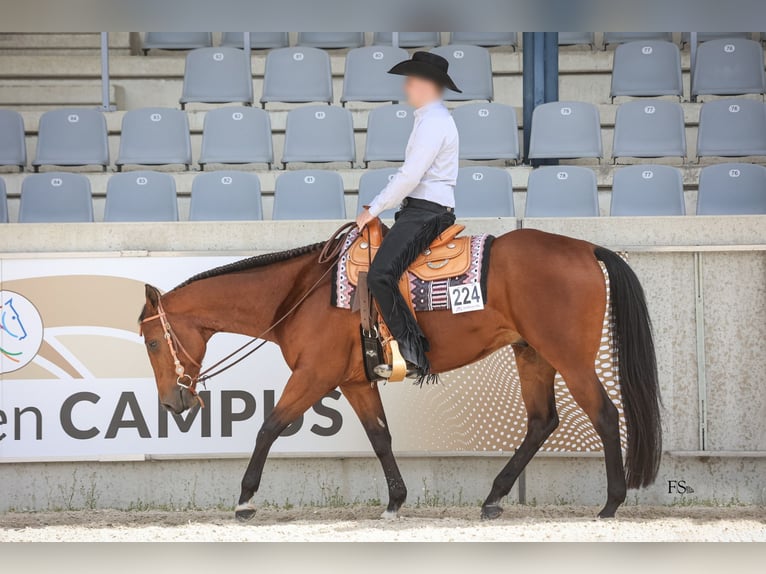 Paint Horse Caballo castrado 8 años 167 cm Castaño in Salzkotten