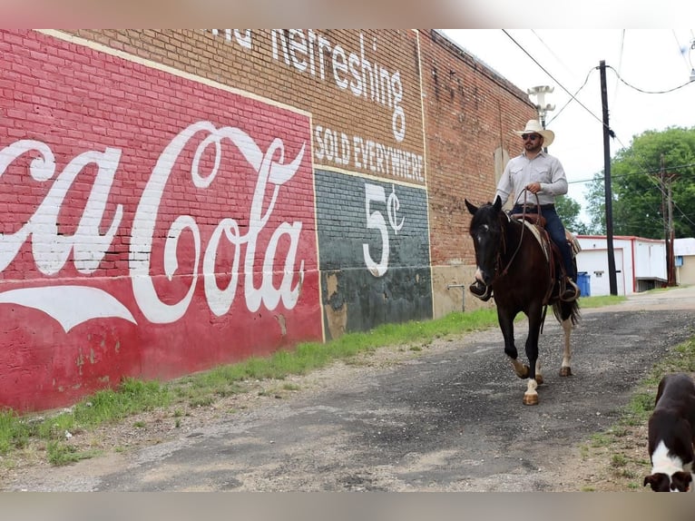 Paint Horse Caballo castrado 8 años in Grand Saline, TX