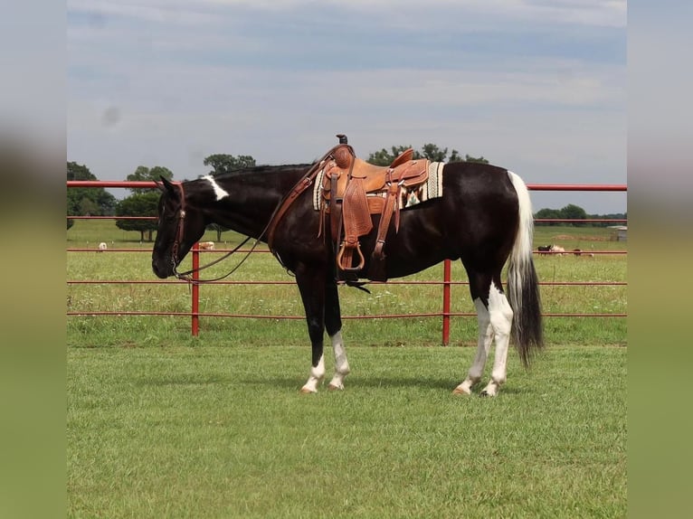 Paint Horse Caballo castrado 8 años in Grand Saline, TX
