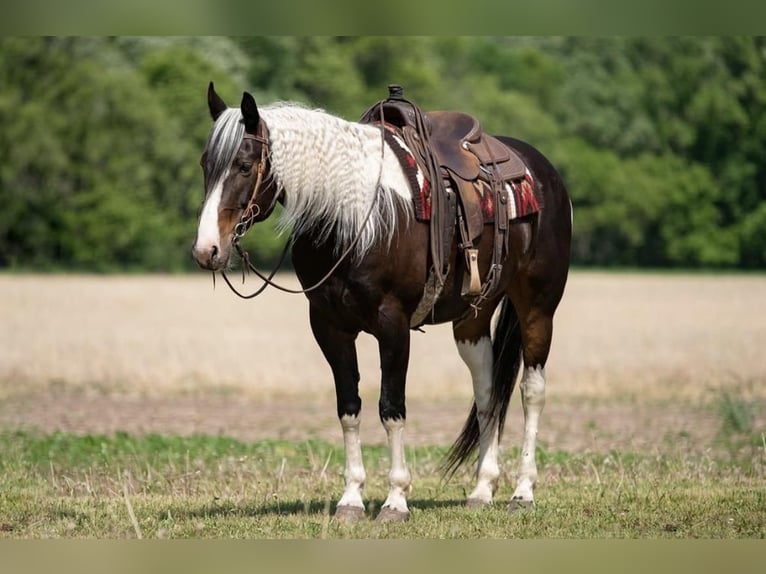 Paint Horse Caballo castrado 8 años Pío in Boyceville, WI