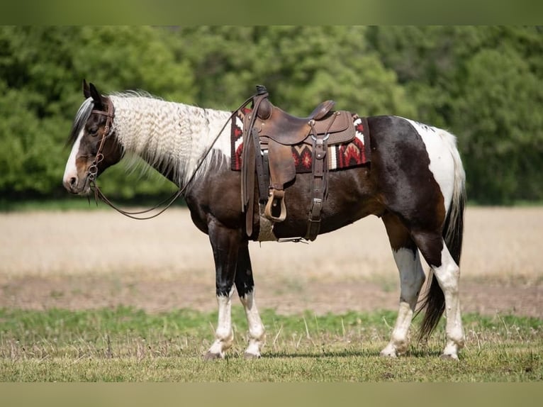 Paint Horse Caballo castrado 8 años Pío in Boyceville, WI