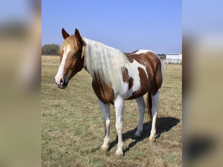 Paint Horse Caballo castrado 8 años Tobiano-todas las-capas in Ravenna Tx
