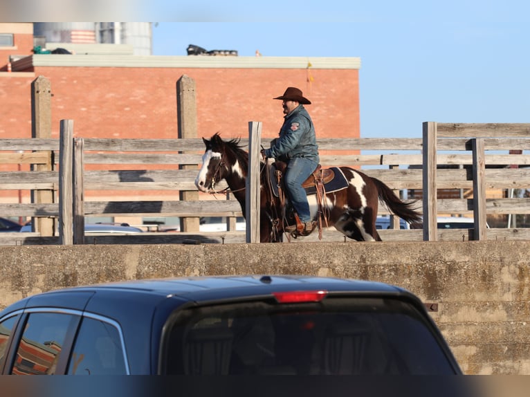 Paint Horse Caballo castrado 9 años 137 cm in Stephenville, TX