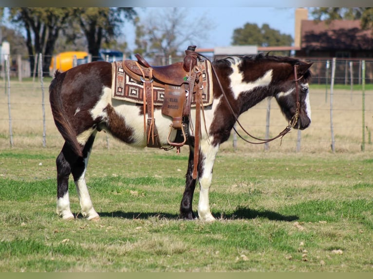 Paint Horse Caballo castrado 9 años 137 cm in Stephenville, TX