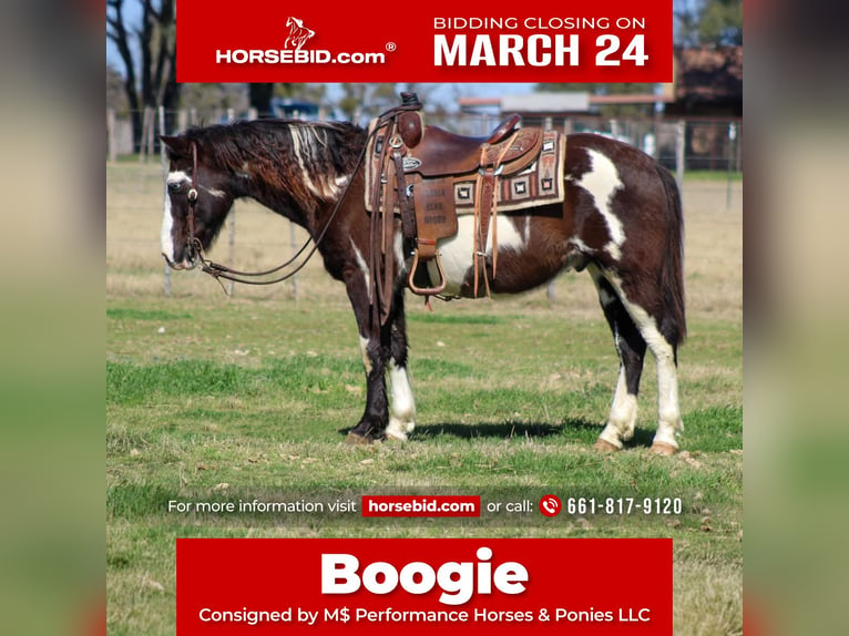 Paint Horse Caballo castrado 9 años 137 cm in Stephenville, TX