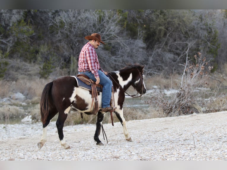 Paint Horse Caballo castrado 9 años 137 cm in Stephenville, TX