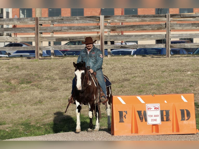 Paint Horse Caballo castrado 9 años 137 cm in Stephenville, TX