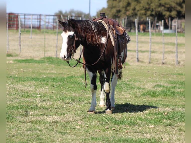 Paint Horse Caballo castrado 9 años 137 cm in Stephenville, TX