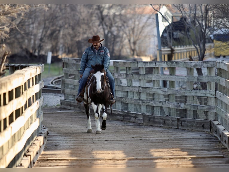 Paint Horse Caballo castrado 9 años 137 cm in Stephenville, TX