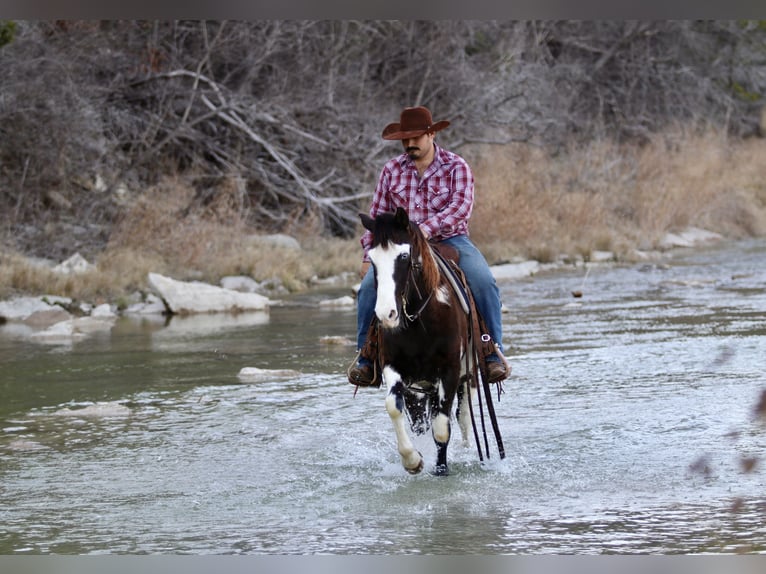 Paint Horse Caballo castrado 9 años 137 cm in Stephenville, TX