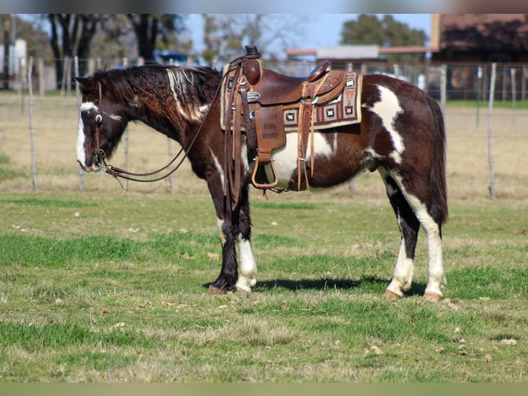 Paint Horse Caballo castrado 9 años 137 cm in Stephenville, TX