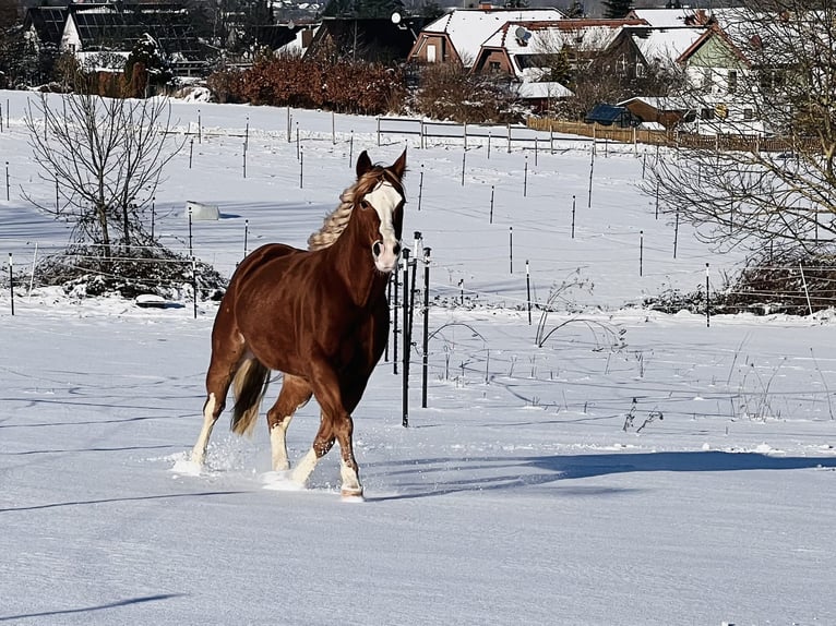 Paint Horse Caballo castrado 9 años 144 cm Alazán in Hürtgenwald