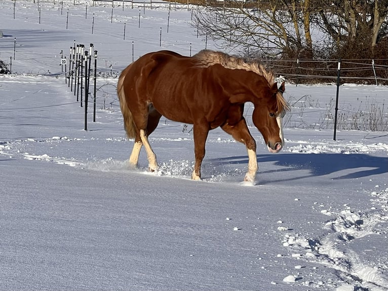 Paint Horse Caballo castrado 9 años 144 cm Alazán in Hürtgenwald