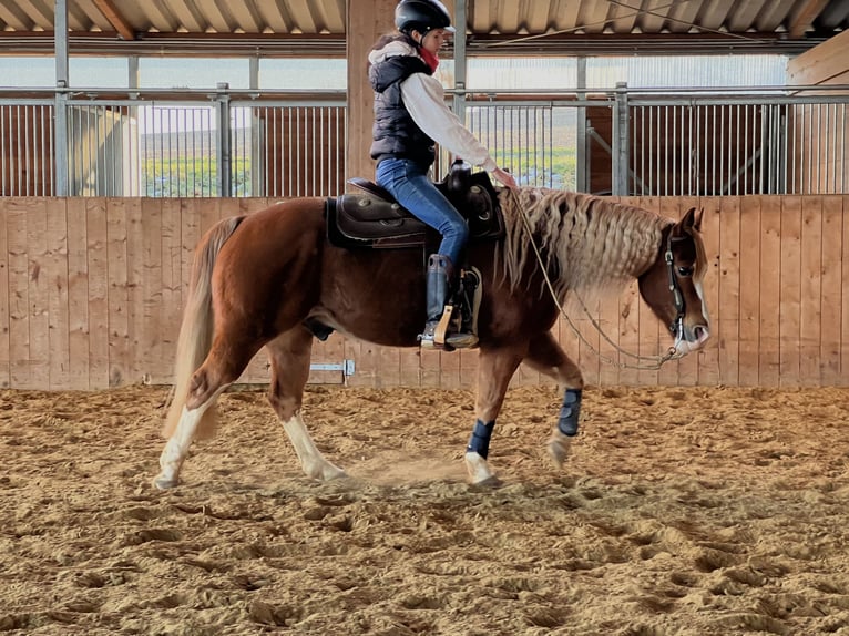 Paint Horse Caballo castrado 9 años 144 cm Alazán in Hürtgenwald