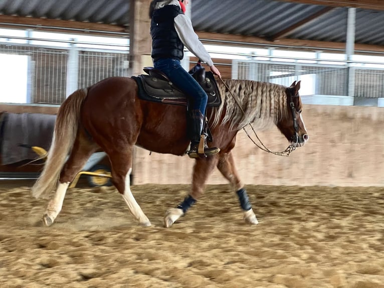 Paint Horse Caballo castrado 9 años 144 cm Alazán in Hürtgenwald