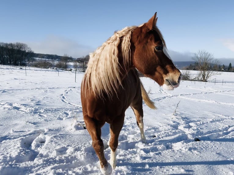 Paint Horse Caballo castrado 9 años 144 cm Alazán in Hürtgenwald