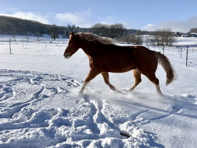 Paint Horse Caballo castrado 9 años 144 cm Alazán in Hürtgenwald