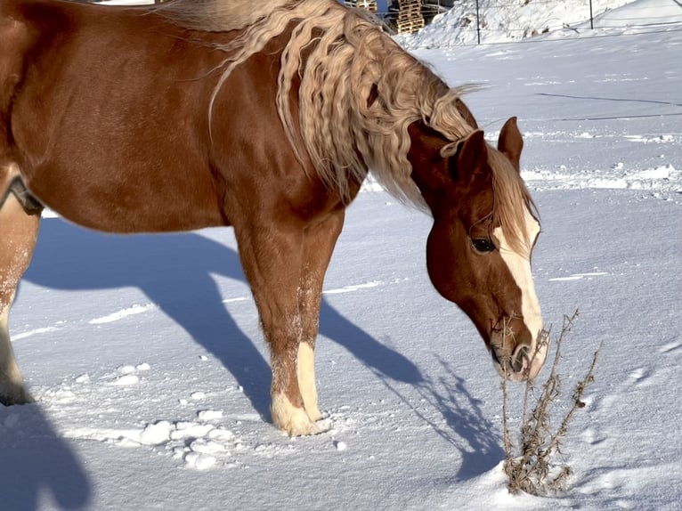 Paint Horse Caballo castrado 9 años 144 cm Alazán in Hürtgenwald