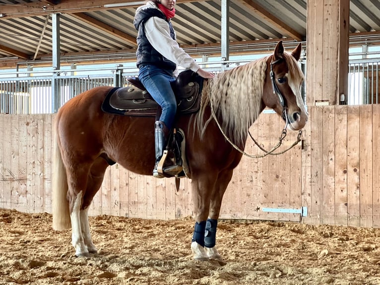 Paint Horse Caballo castrado 9 años 144 cm Alazán in Hürtgenwald