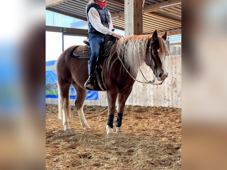 Paint Horse Caballo castrado 9 años 144 cm Alazán in Hürtgenwald