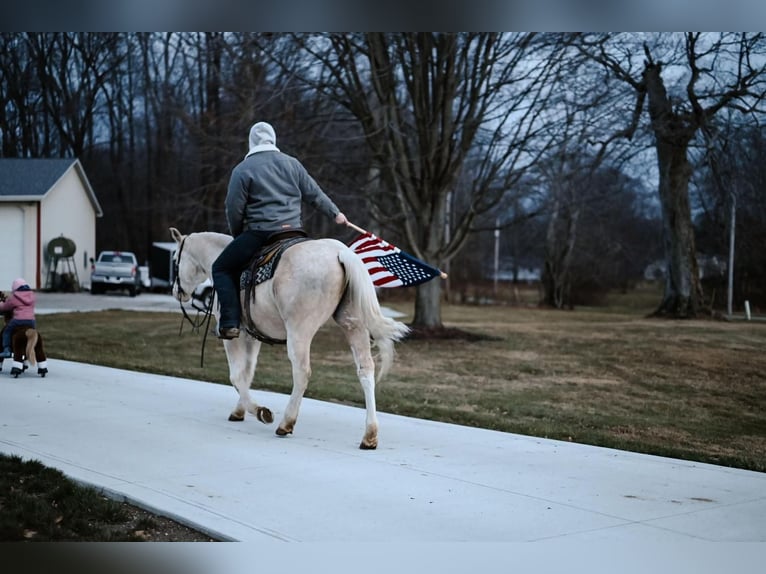 Paint Horse Caballo castrado 9 años 147 cm Palomino in Dalton