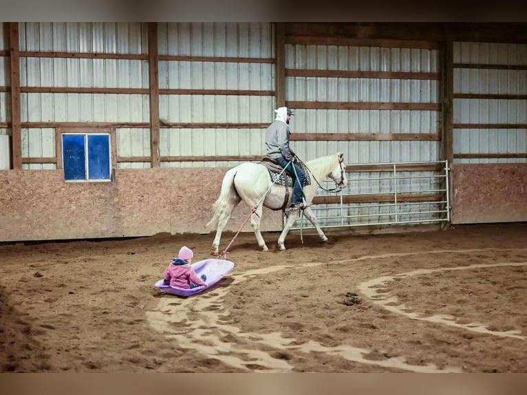 Paint Horse Caballo castrado 9 años 147 cm Palomino in Dalton