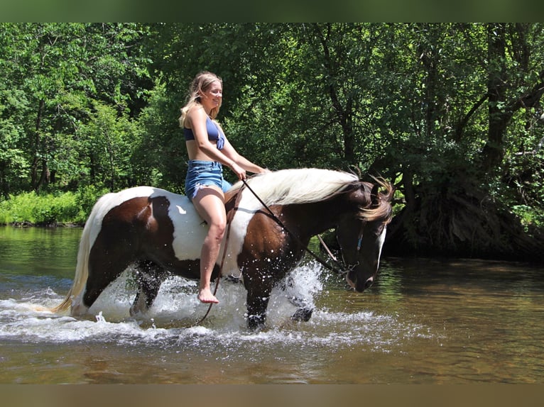 Paint Horse Caballo castrado 9 años 147 cm Tobiano-todas las-capas in Highland Mi