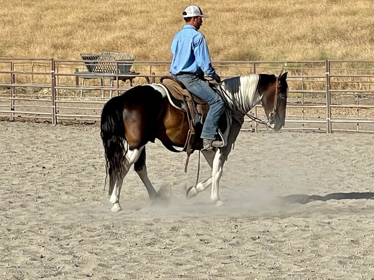 Paint Horse Caballo castrado 9 años 147 cm Tobiano-todas las-capas in Paicines, CA