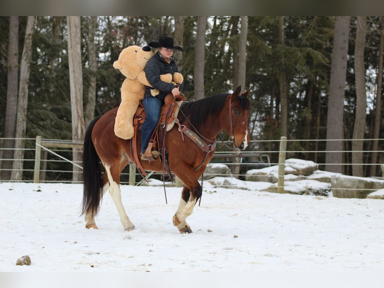 Paint Horse Caballo castrado 9 años 150 cm in Clarion, PA